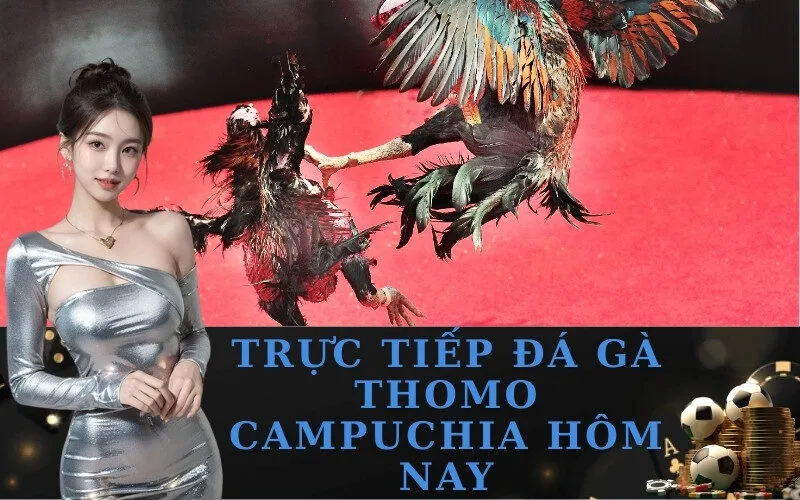 Trực Tiếp Đá Gà Thomo Campuchia Hôm Nay
