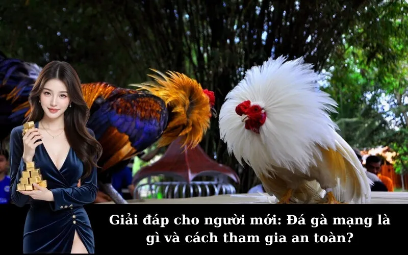 Giải đáp cho người mới: Đá gà mạng là gì và cách tham gia an toàn?