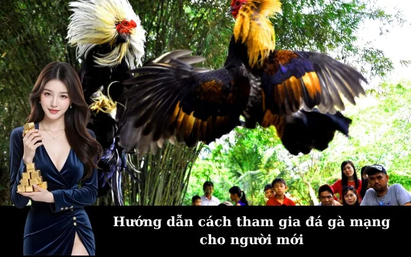 Hướng dẫn cách tham gia đá gà mạng cho người mới